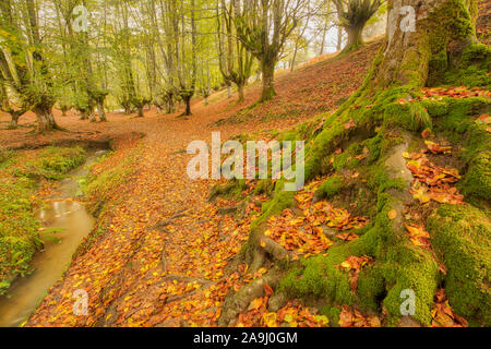 Legno di faggio alberi in autunno, Otzaretta foresta, Gorbea Parco Naturale, Spagna, Paese Basco Forest park, spesso chiamato obne del mondo più splendida fo Foto Stock