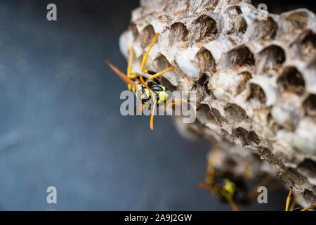 Ripresa macro di una giacca gialla hornet in piedi sul suo alveare. Foto Stock