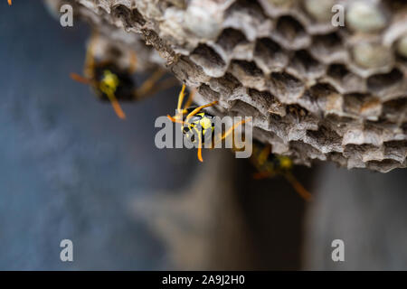 Ripresa macro di una giacca gialla hornet in piedi sul suo alveare. Foto Stock