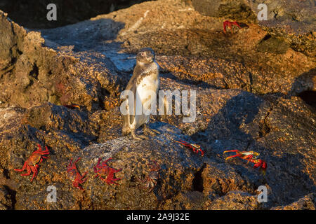 Adulto pinguino delle Galapagos, Spheniscus mendiculus e red rock granchio, o Sally Lightfoot crab Grapsus grapsus, Sombrero Chino o Chinaman's Hat, Santiag Foto Stock