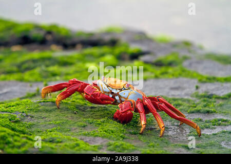 Il red rock granchio, o Sally Lightfoot crab Grapsus grapsus, si nutrono di alghe, Isole Galapagos, Ecuador, Oceano Pacifico