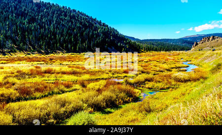 Cadono erbe colorate e canne al fiume Gallatin che corre attraverso il western la maggior parte del Parco Nazionale di Yellowstone lungo l'autostrada 191 in MT USA Foto Stock