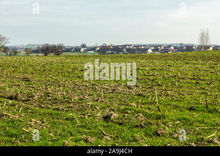 Un villaggio tra campi e pascoli. Case e fienili e piramidi di balle da insilaggio. Falciare campo di mais in primo piano. Autunno in Podlasie, Polonia. Foto Stock