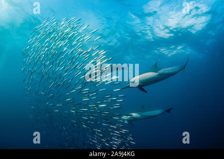 A lungo becco delfini comuni, Delphinus capensis, alimentazione sulla scuola di Southern African sardine, se SARDINOPS SAGAX, Port St. Johns, Costa Selvaggia, Orientale Foto Stock