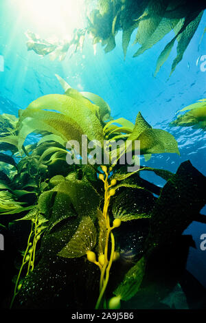 Gigante di foresta di kelp, Macrocystis pyrifera, California, USA, Oceano Pacifico Foto Stock