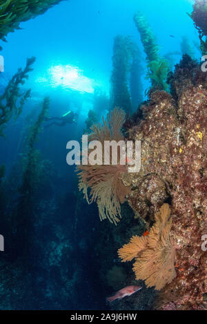 California golden gorgonie, Muricea californica, crescente su mensole in gigante di foresta di kelp, Macrocystis pyrifera, subacqueo e barca in backgroun Foto Stock