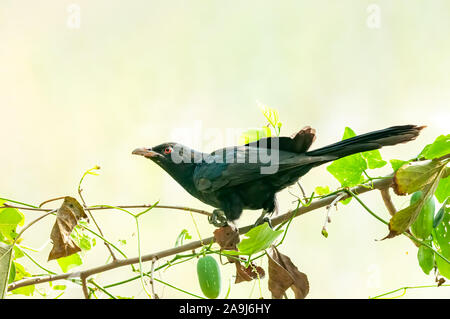 Un maschio koel asiatico è alla ricerca attenta su un ramo di albero Foto Stock