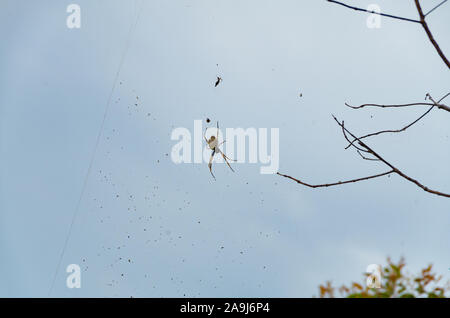 Golden Orb Weaver spider appesa in un web sulla cima di Mt Tibrogargan Foto Stock