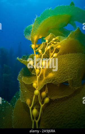 Kelp gigante, Macrocystis pyrifera, fronde o foglie-come lame e pneumatocysts, o riempito di gas e vesciche, che galleggiano il kelp impianto spento l'oceano bot Foto Stock