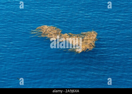 Vista aerea della deriva, kelp kelp paddy, patch flottante di kelp gigante, Macrocystis pyrifera, nelle vicinanze delle isole di Coronado, Baja California, Messico, Pacifico Oce Foto Stock