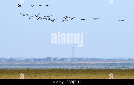Nanchang, cinese della provincia di Jiangxi. Xiv Nov, 2019. Gli uccelli migratori sorvolare una zona umida in Jingkou township di Nanchang County, Cina orientale della provincia di Jiangxi, nov. 14, 2019. Credito: Peng Zhaozhi/Xinhua/Alamy Live News Foto Stock