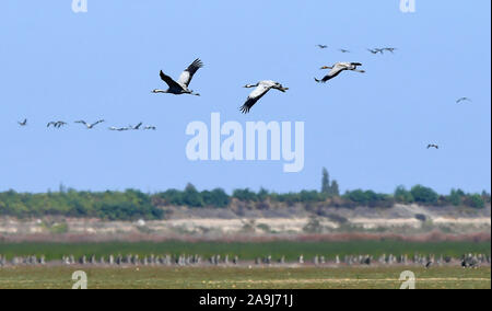 Nanchang, cinese della provincia di Jiangxi. Xiv Nov, 2019. Gli uccelli migratori sorvolare una zona umida in Jingkou township di Nanchang County, Cina orientale della provincia di Jiangxi, nov. 14, 2019. Credito: Peng Zhaozhi/Xinhua/Alamy Live News Foto Stock