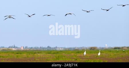 Nanchang, cinese della provincia di Jiangxi. Xiv Nov, 2019. Gli uccelli migratori sorvolare una zona umida in Jingkou township di Nanchang County, Cina orientale della provincia di Jiangxi, nov. 14, 2019. Credito: Peng Zhaozhi/Xinhua/Alamy Live News Foto Stock