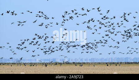 Nanchang, cinese della provincia di Jiangxi. Xiv Nov, 2019. Gli uccelli migratori sorvolare una zona umida in Jingkou township di Nanchang County, Cina orientale della provincia di Jiangxi, nov. 14, 2019. Credito: Peng Zhaozhi/Xinhua/Alamy Live News Foto Stock