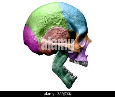 Cranio modello sfondo isolato 3d'illustrazione Vista laterale Foto Stock