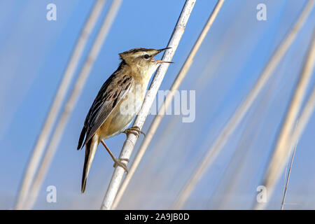 Schilfrohrsänger (Acrocephalus schoenobaenus) Foto Stock