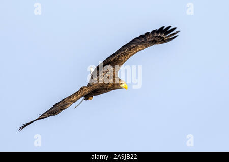 Seeadler (Haliaeetus albicilla) Foto Stock