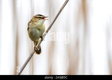 Schilfrohrsänger (Acrocephalus schoenobaenus) Foto Stock