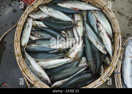 Benna piena di tonno fresco al mercato del pesce in Indonesia Foto Stock