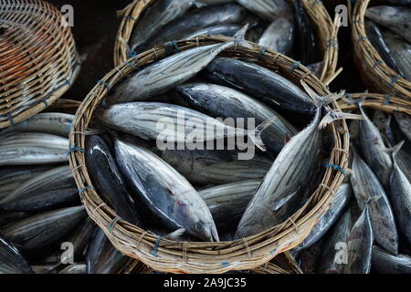 Benna piena di tonno fresco al mercato del pesce in Indonesia Foto Stock