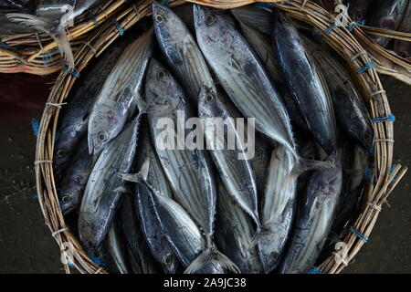 Benna piena di tonno fresco al mercato del pesce in Indonesia Foto Stock