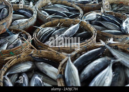 Benna piena di tonno fresco al mercato del pesce in Indonesia Foto Stock