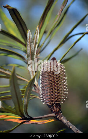 Malva grigio nativi Australiani Hinchinbrook banksia fiore, Banksia plagiocarpa, famiglia Proteaceae. Endemica di Hinchinbrook Island e terraferma adiacente Foto Stock