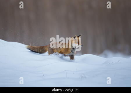 Im Rotfuchs Inverno (Vulpes vulpes vulpes) Foto Stock