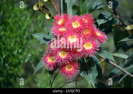 Fioritura rossa gum tree blossoms, Corymbia ficifolia Wildfire varietà, Famiglia Myrtaceae. Endemica di gamme di Stirling vicino a Albany sulla costa sud-ovest Foto Stock