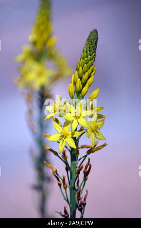 Nativi Australiani giallo a forma di stella dei fiori di Bulbine Lily, Bulbine glauca, famiglia Asphodelaceae. Endemica di NSW, Victoria e Tasmania Foto Stock