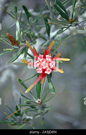 Fiore rosso dei nativi australiani diavolo di montagna, Lambertia formosa, famiglia Proteaceae, Royal National Park, Sydney, Australia. Endemica di NSW. Foto Stock