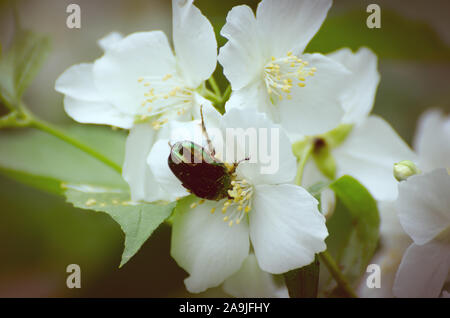 Rosa verde scarabeo chafer su bianco fiori di gelsomino con sfondo sfocato. Molla di sfondo stagionali. Foto Stock