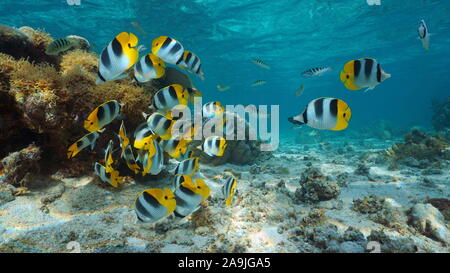 Oceano Pacifico, Polinesia francese, secca di colorati pesci tropicali (Pacific double-sella butterflyfish) sott'acqua nella laguna di Bora Bora, Oceania
