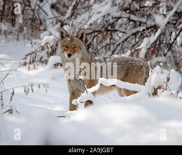 Coyote in Winterlandschaft, (Canis latrans), Foto Stock