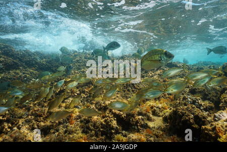 Fondali del mare Mediterraneo breams subacquea di pesce tra il fondo roccioso e la superficie dell'acqua, Francia Foto Stock