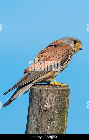 Turmfalke (Falco tinnunculus) Comune gheppio, maschio Foto Stock