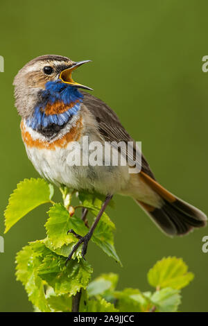 Blaukehlchen rotsterniges (Luscinia svecica svecica) Pettazzurro Foto Stock