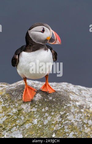 Papageitaucher (Fratercula arctica) Atlantico Puffin Foto Stock