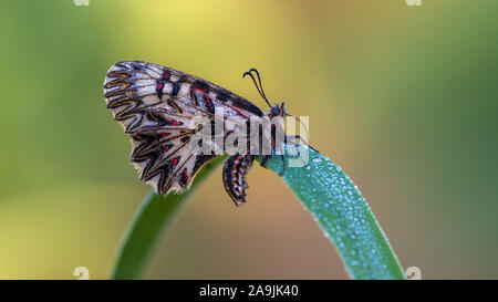 Osterluzeifalter (Zerynthia polissena) Southern Festone Foto Stock