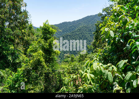 Una vista del verde foresta pluviale nel nord dell'Australia Foto Stock