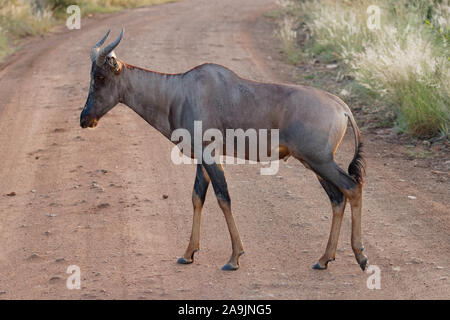 Tsessebe comune ( Damaliscus lunatus lunatus) camminando sulla strada, Parco Nazionale di Pilanesberg, Sud Africa. Foto Stock