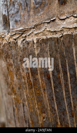 Palm tree tronco close up Foto Stock