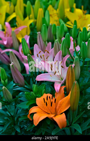 Il Lilium - misti Pot Gigli Foto Stock