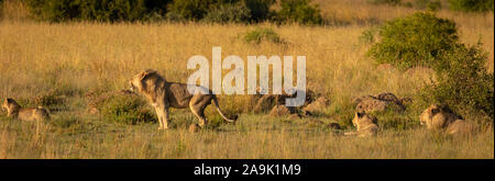 Un orgoglio dei leoni giacenti in erba nel sole del mattino, il Parco Nazionale di Pilanesberg, Sud Africa. Foto Stock