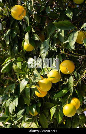 Citrus orange su albero di Cipro numero 3890 Foto Stock