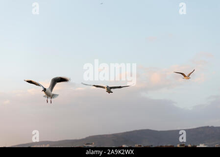 Flying tre gabbiani su un cielo blu. Foto Stock