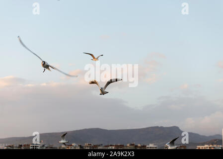 Flying tre gabbiani su un cielo blu. Foto Stock