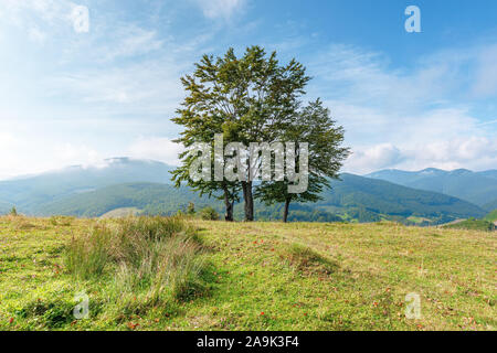 Alberi sul prato erboso in montagna. bella e soleggiata mattina con cielo nuvoloso. inizio autunno in verde e blu Foto Stock