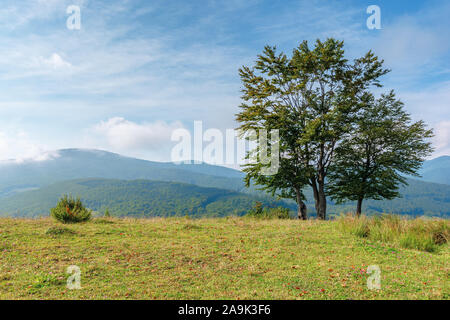 Alberi sul prato erboso in montagna. bella e soleggiata mattina con cielo nuvoloso. Alcuni fogliame caduto sul groundearly autunno in verde e blu Foto Stock