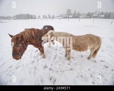 Chiudere la vista a cavallo in piedi in una tormenta di neve Foto Stock